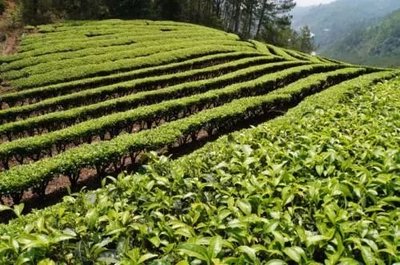 那么美的普洱茶山，千萬(wàn)別讓開發(fā)熱潮給毀了